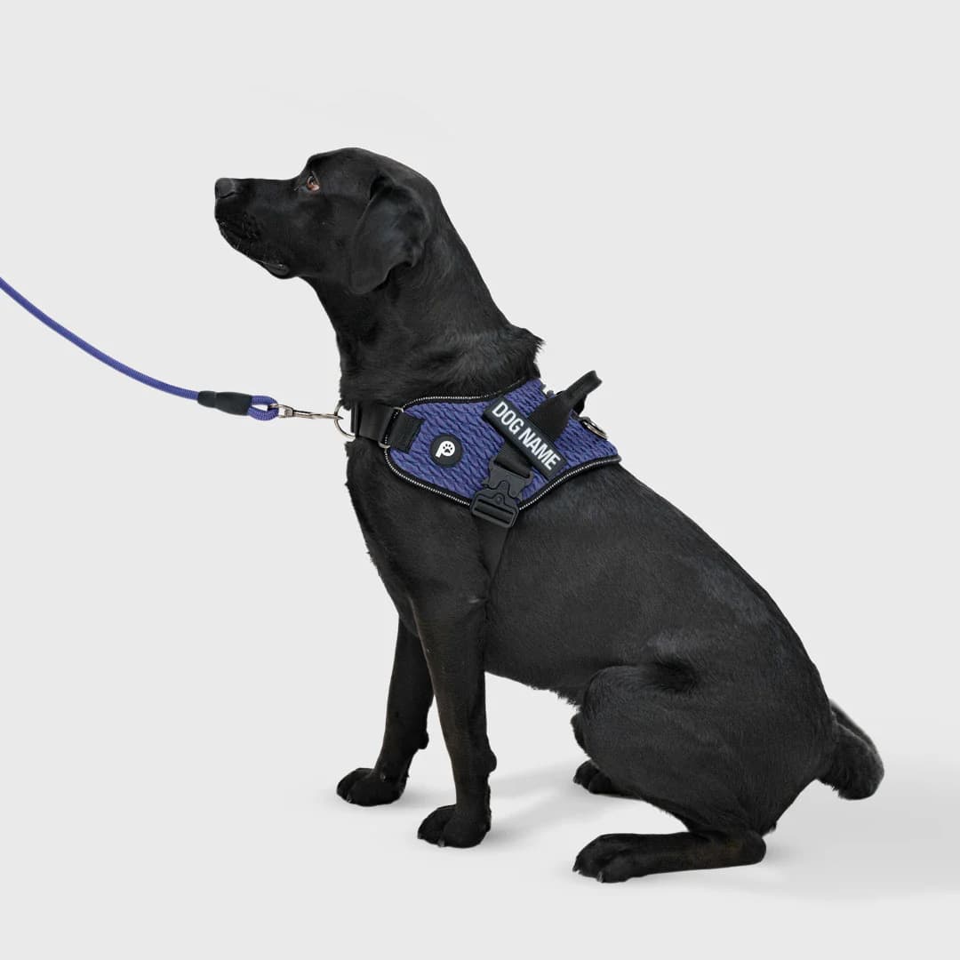 Bulk Dog Harness Supplier with Fast Shipping