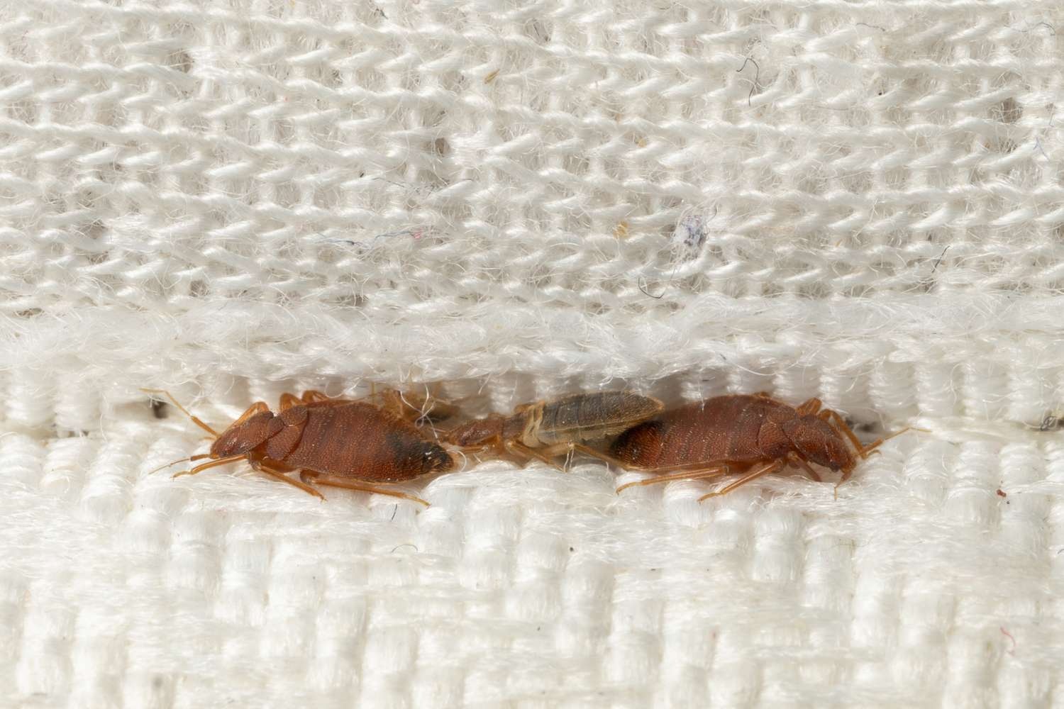 Best Affordable Bed Bug Treatment for Every Home