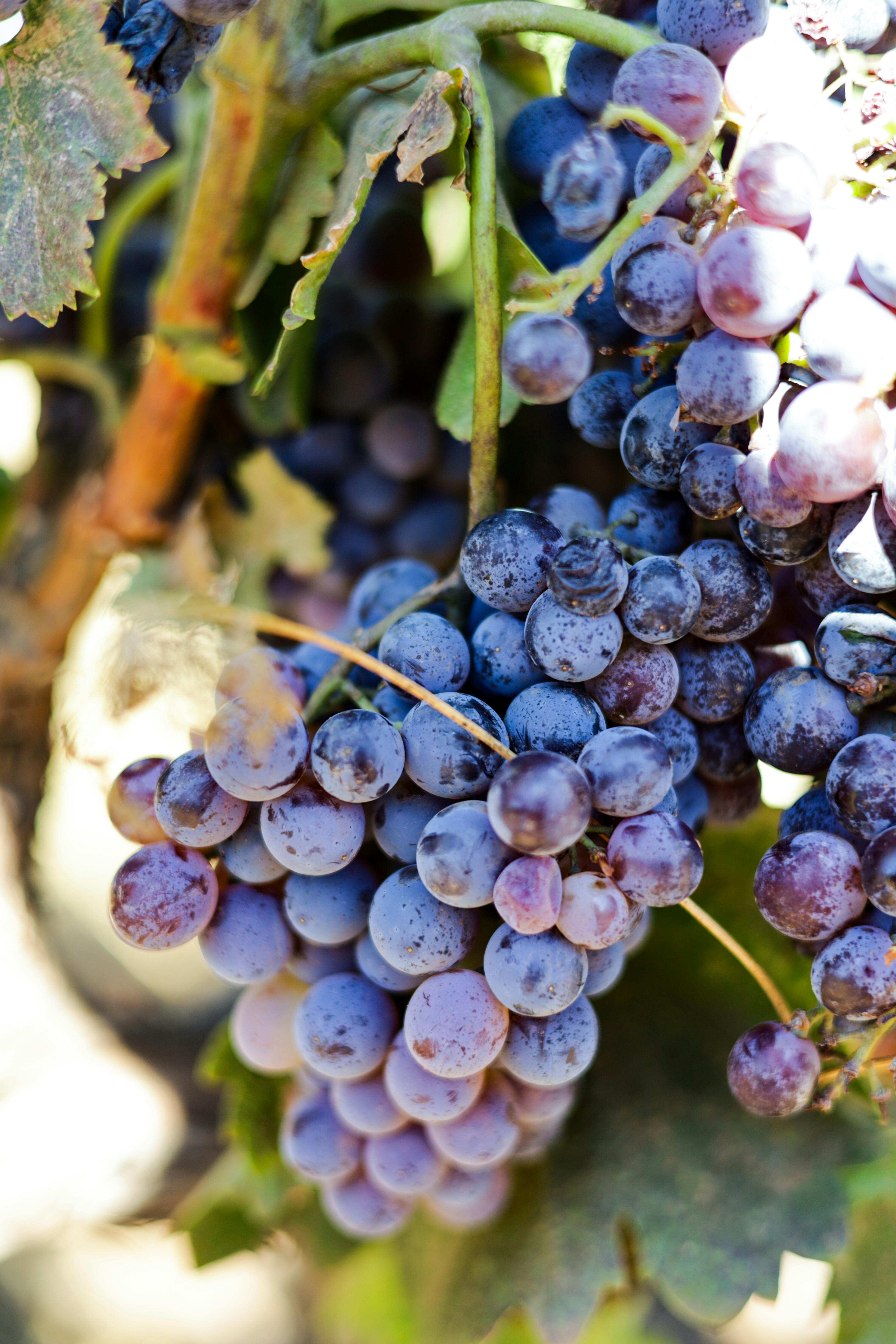 Wine grapes for sale california from Premium Vineyards in the Delta Region